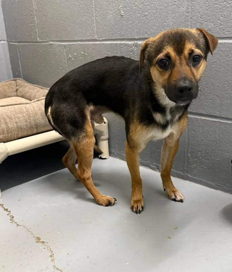 A young medium-sized male Jack Russell Terrier dog named Marshall for adoption in Kingsland, GA