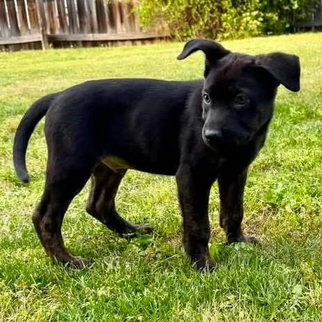 A baby medium-sized male Black Mixed Breed dog named Rocky Road for adoption in Fredericksburg, VA