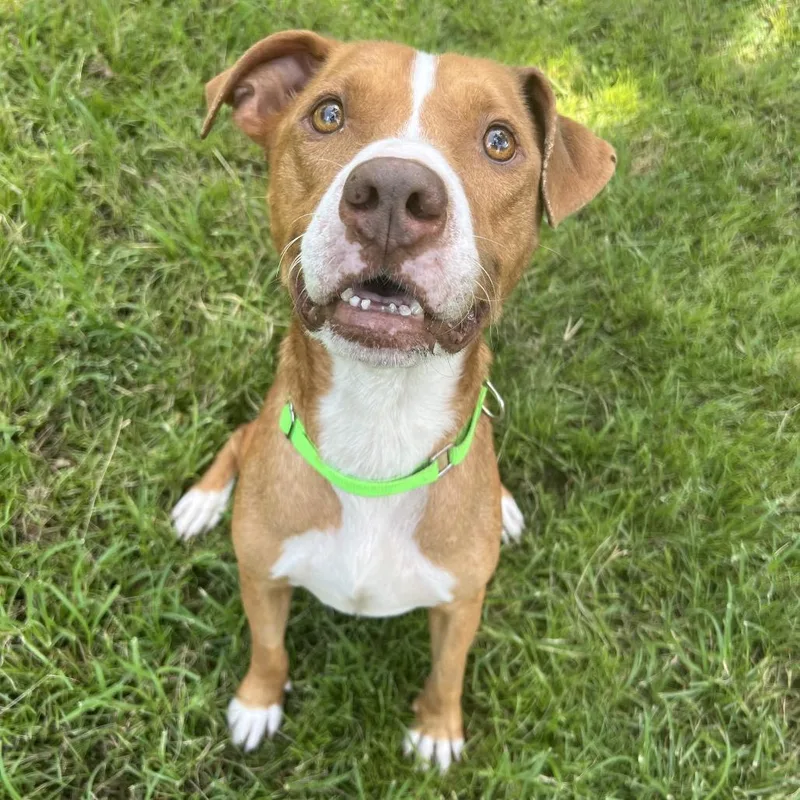 A young medium-sized male Red / Chestnut / Orange Pit Bull Terrier dog named Farin for adoption in Spring, TX