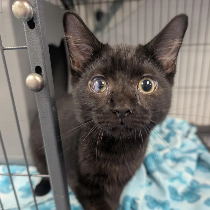 A young medium-sized male Black Domestic Short Hair cat named Toast for adoption in Watertown, NY