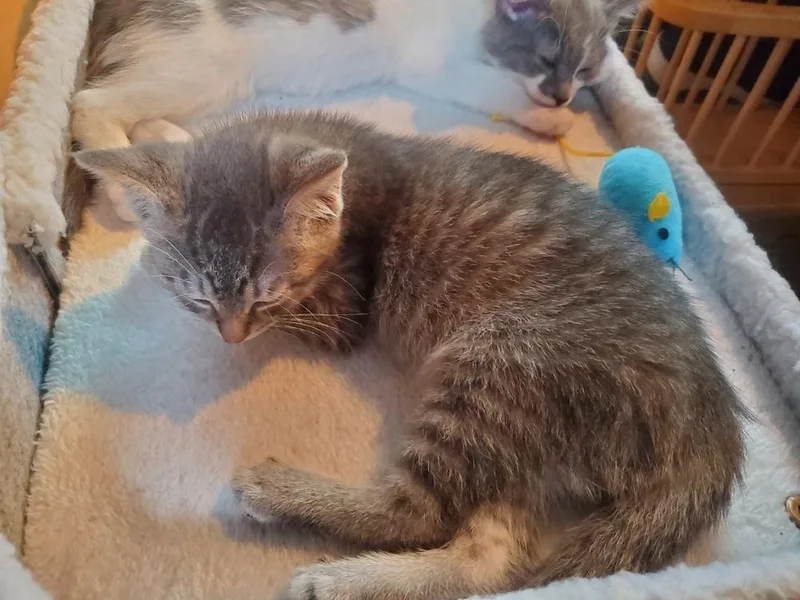 A baby small-sized female Gray & White Domestic Short Hair cat named Mini for adoption in Lorain, OH