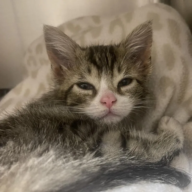 A baby small-sized female White Domestic Short Hair cat named Melania for adoption in Newport, TN