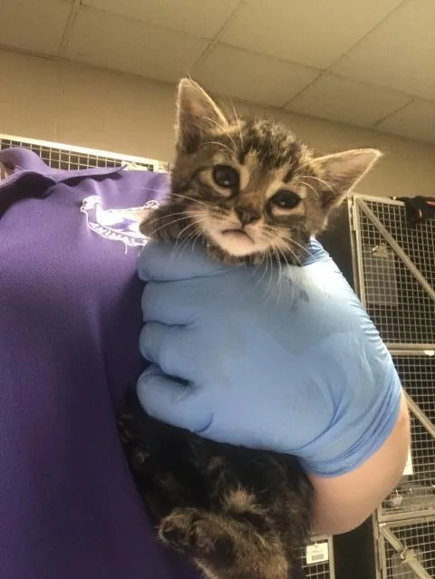 A baby small-sized male Domestic Short Hair cat named Cosmo for adoption in Conroe, TX