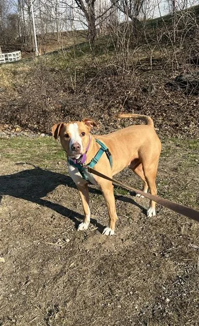 An adult large-sized male Pit Bull Terrier dog named Simba for adoption in Methuen, MA