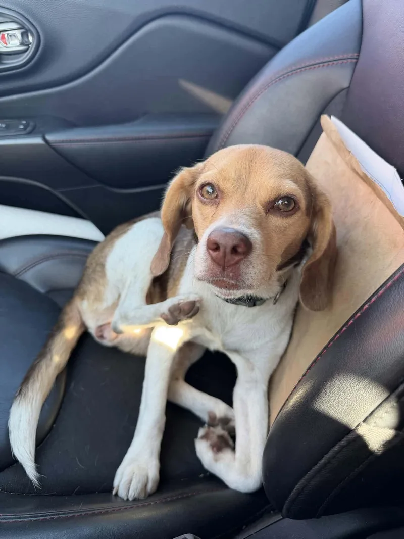 An adult small-sized female Beagle dog named Mae for adoption in TULSA, OK