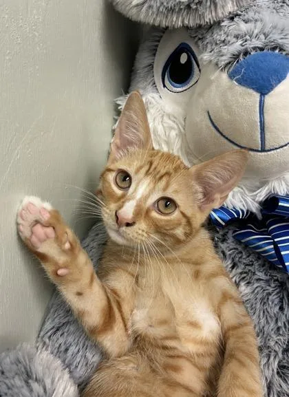 Lord Sniffsnout thumbnail 2