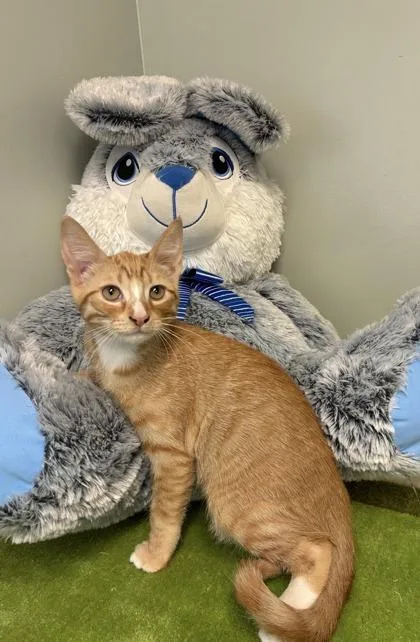 Lord Sniffsnout thumbnail 3