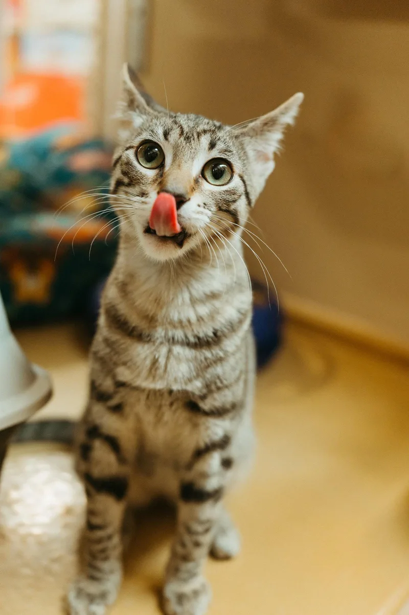 A young medium-sized male Domestic Short Hair cat named Joey for adoption in McKinney, TX