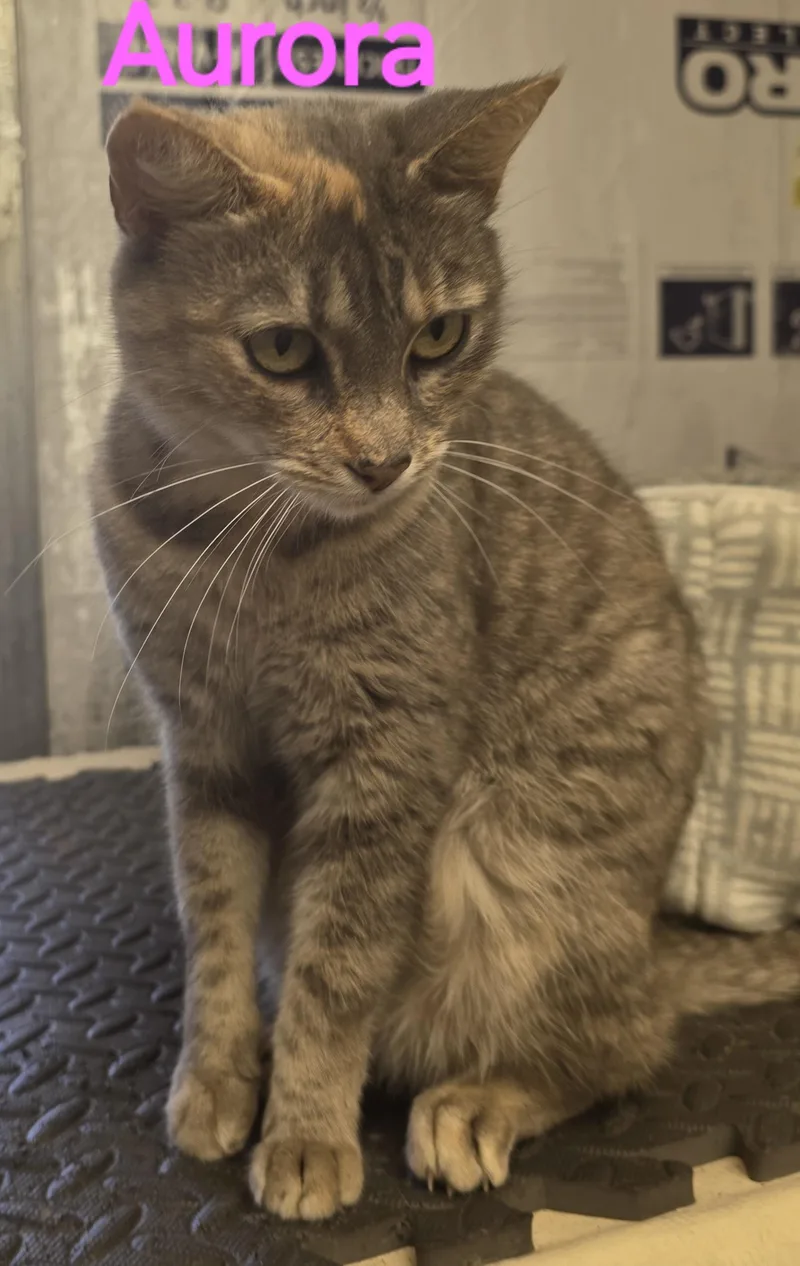A young medium-sized female Dilute Calico cat named Aurora for adoption in Spring Hill, FL