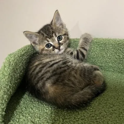 A baby small-sized female Torbie Domestic Short Hair cat named Cora for adoption in Springfield, IL