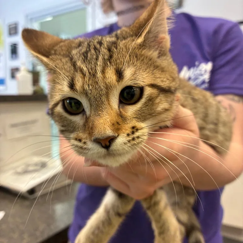 A baby small-sized female Gray / Blue / Silver Domestic Short Hair cat named Poplar for adoption in Morganfield, KY