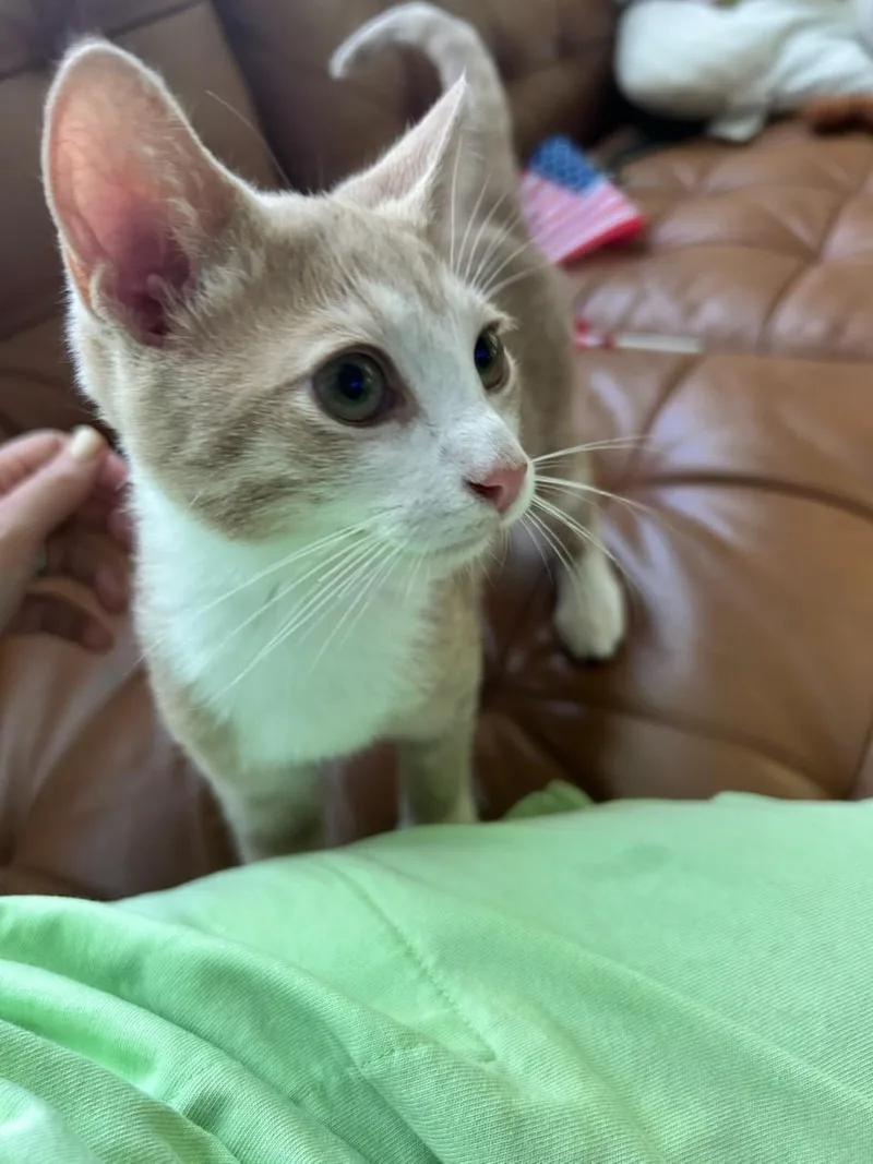 A baby medium-sized male Orange & White Domestic Short Hair cat named Drake for adoption in Sicklerville , NJ