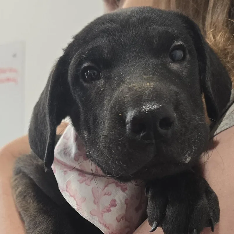 A baby medium-sized female Brown / Chocolate Labrador Retriever dog named Eleanor for adoption in Lenoir, NC
