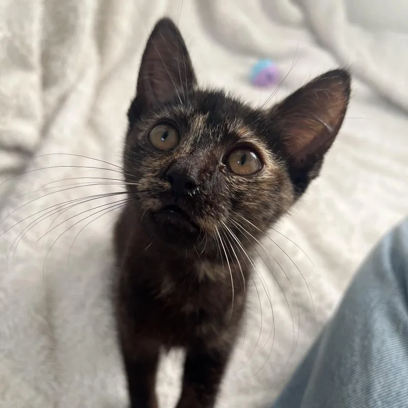 A baby small-sized female Tortoiseshell Domestic Short Hair cat named Alabama for adoption in Long Beach, CA