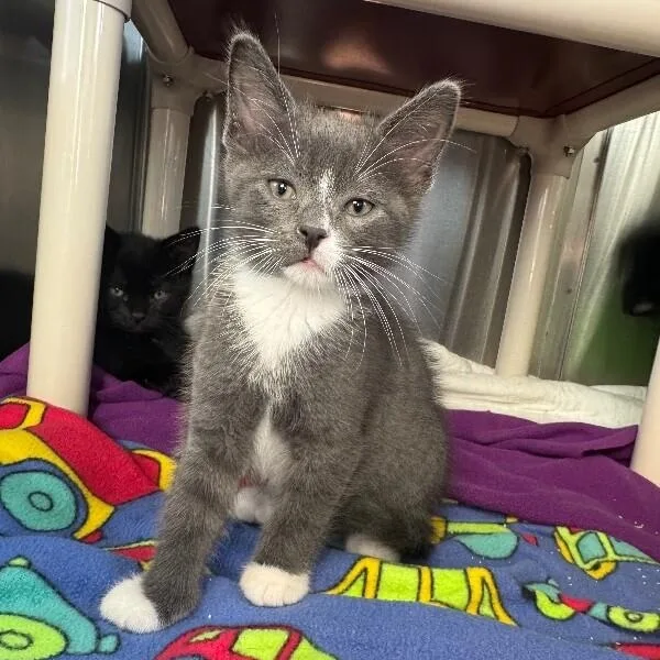 A baby medium-sized male Gray & White Domestic Short Hair cat named Dell for adoption in La Crescent, MN