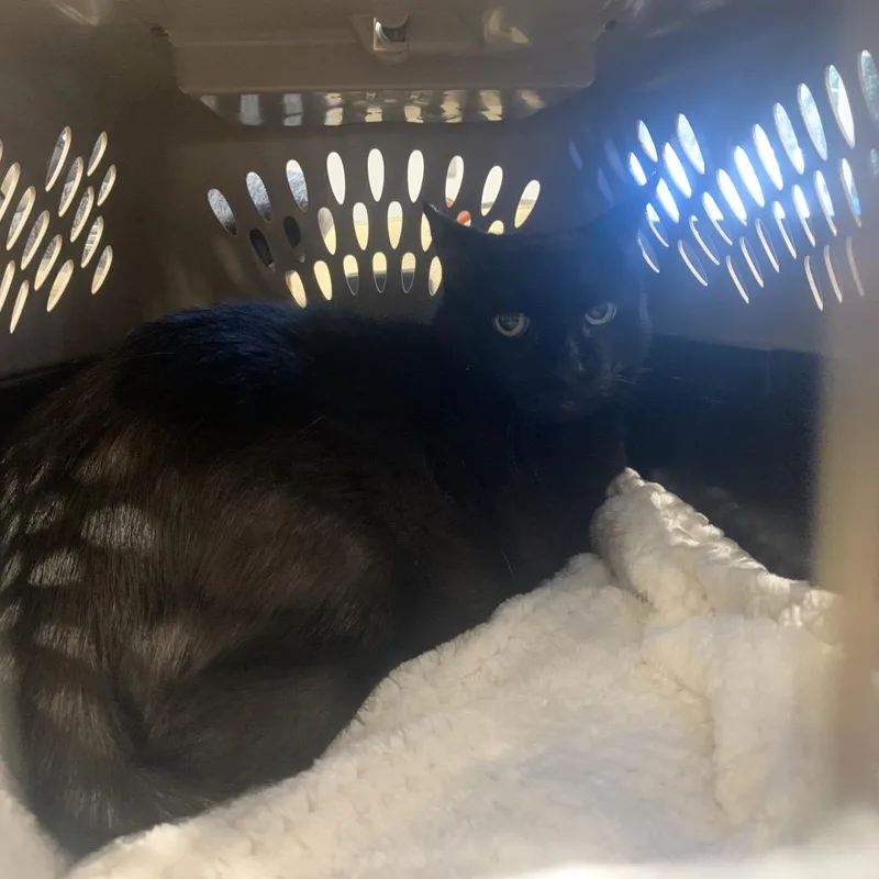 A senior large-sized male Black Domestic Short Hair cat named Milo for adoption in West Palm Beach, FL