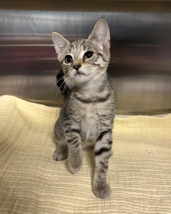 A baby small-sized male Domestic Short Hair cat named Gordon Cole for adoption in Richmond, VA