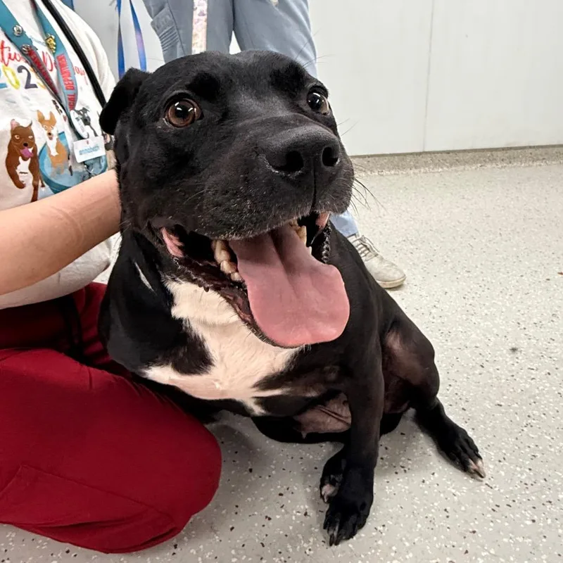 An adult large-sized female Black Pit Bull Terrier dog named Mooney for adoption in Indianapolis, IN