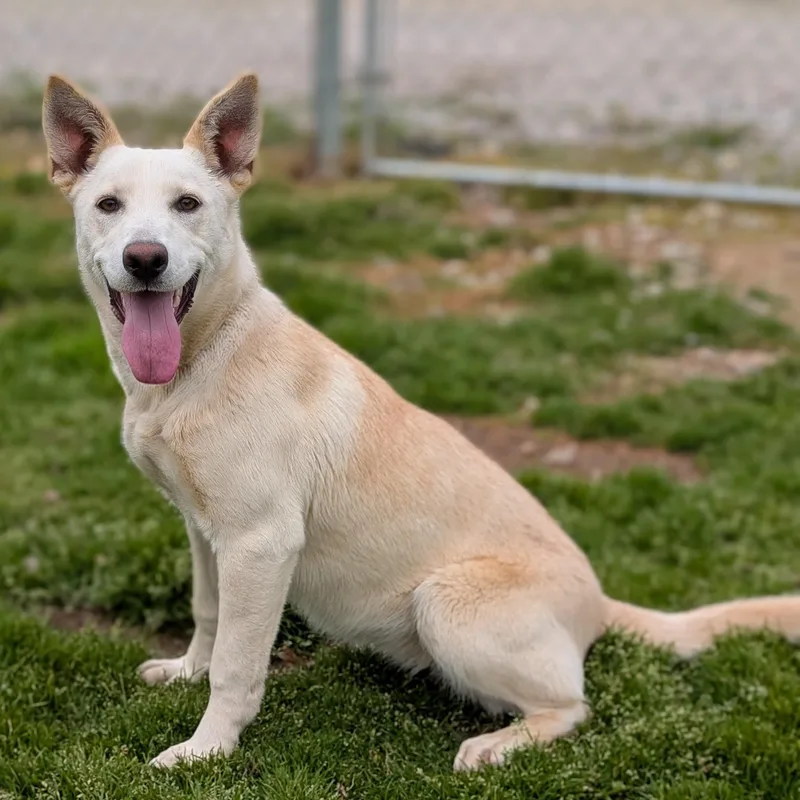 An adult medium-sized female Yellow / Tan / Blond / Fawn Mixed Breed dog named Ms Sweet Tea for adoption in Cranston, RI