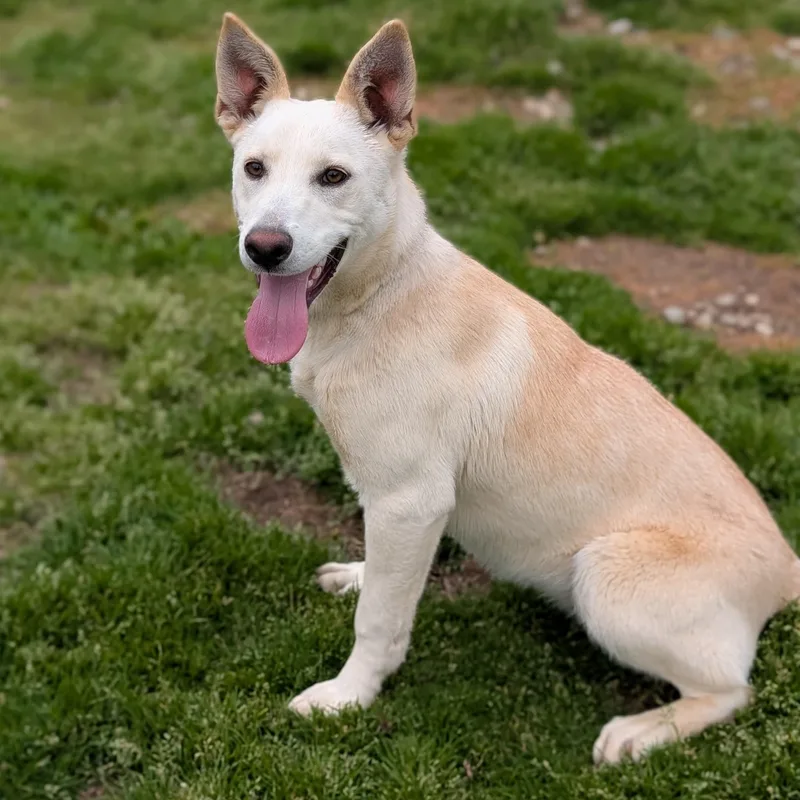 Ms Sweet Tea thumbnail 2