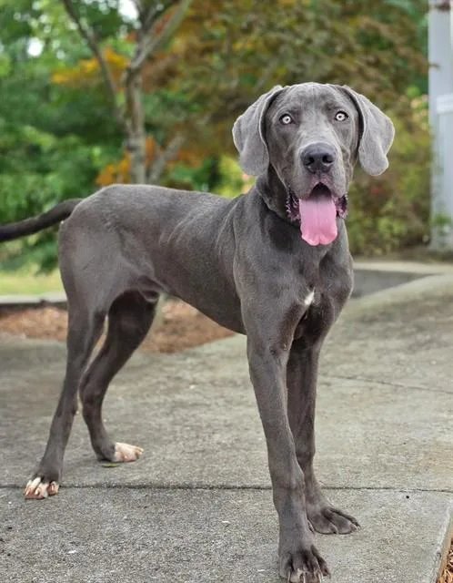 Baloo