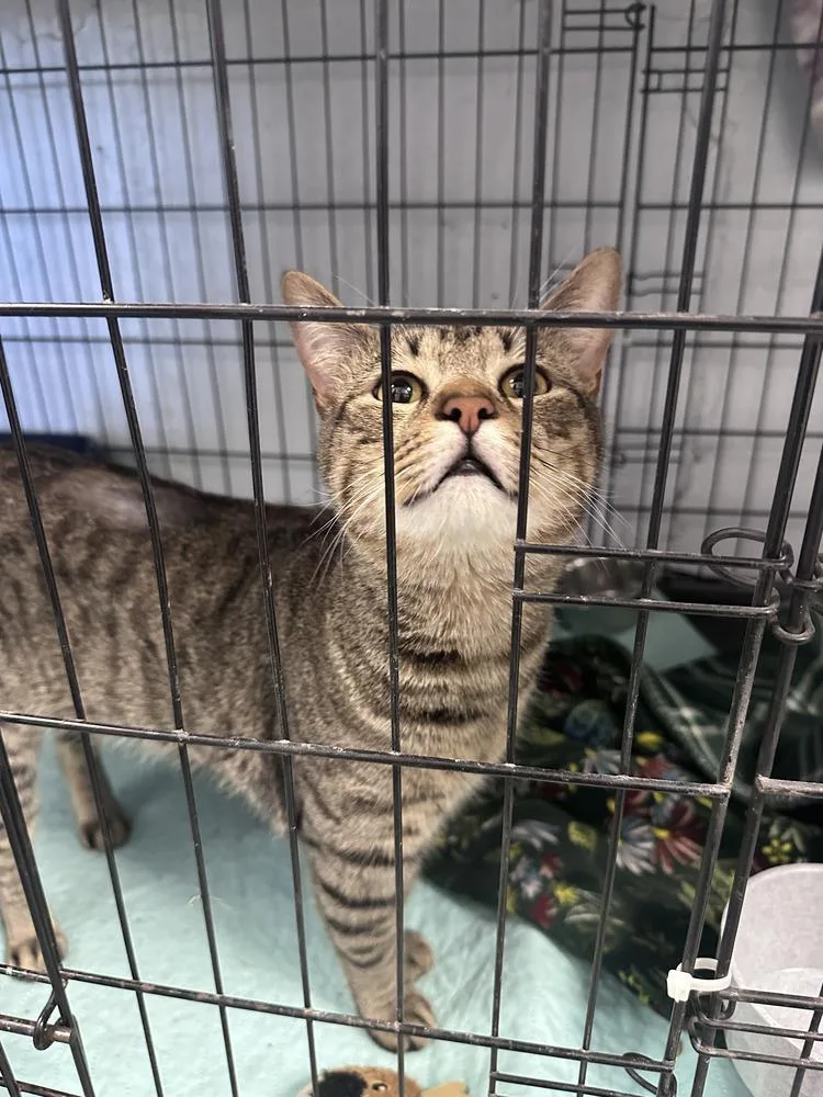 A young medium-sized male Tabby cat named Jordan Freeport for adoption in Westbury, NY