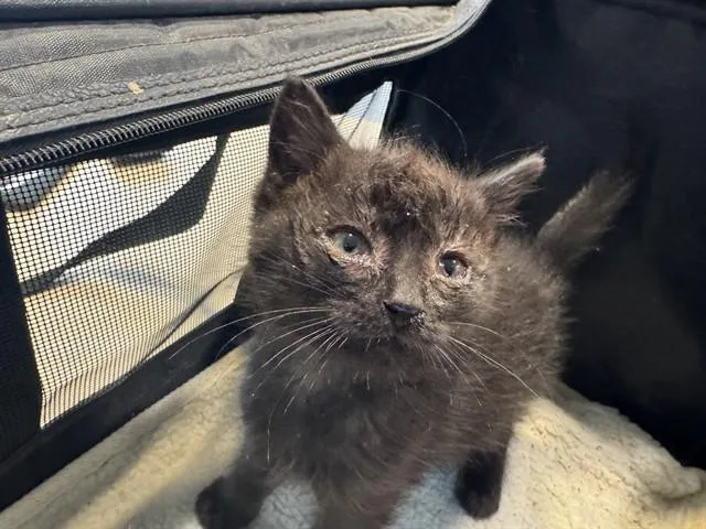 A baby small-sized male Domestic Short Hair cat named Monkey for adoption in Saint Louis, MO