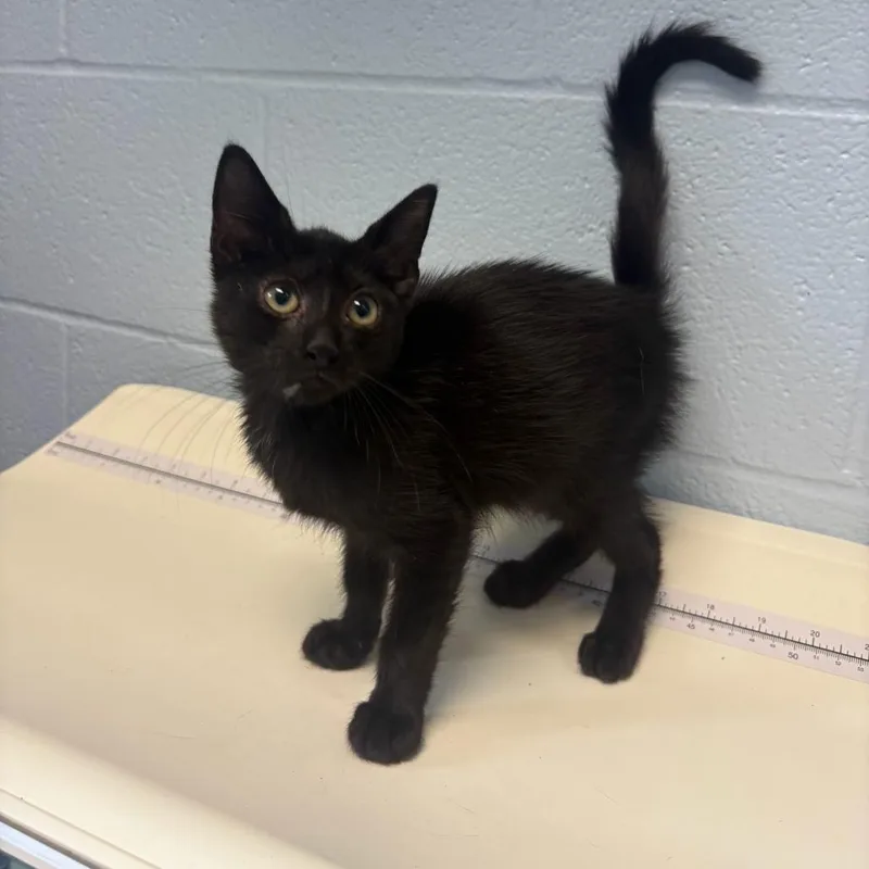 A baby small-sized female Black Domestic Short Hair cat named Fruity Loopy for adoption in Carencro, LA