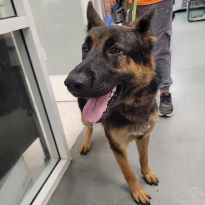 An adult large-sized male Black German Shepherd Dog dog named Alan for adoption in Westminster, CA