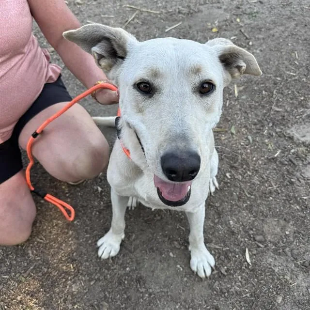 A young large-sized female Labrador Retriever dog named Shelby for adoption in Alameda, CA