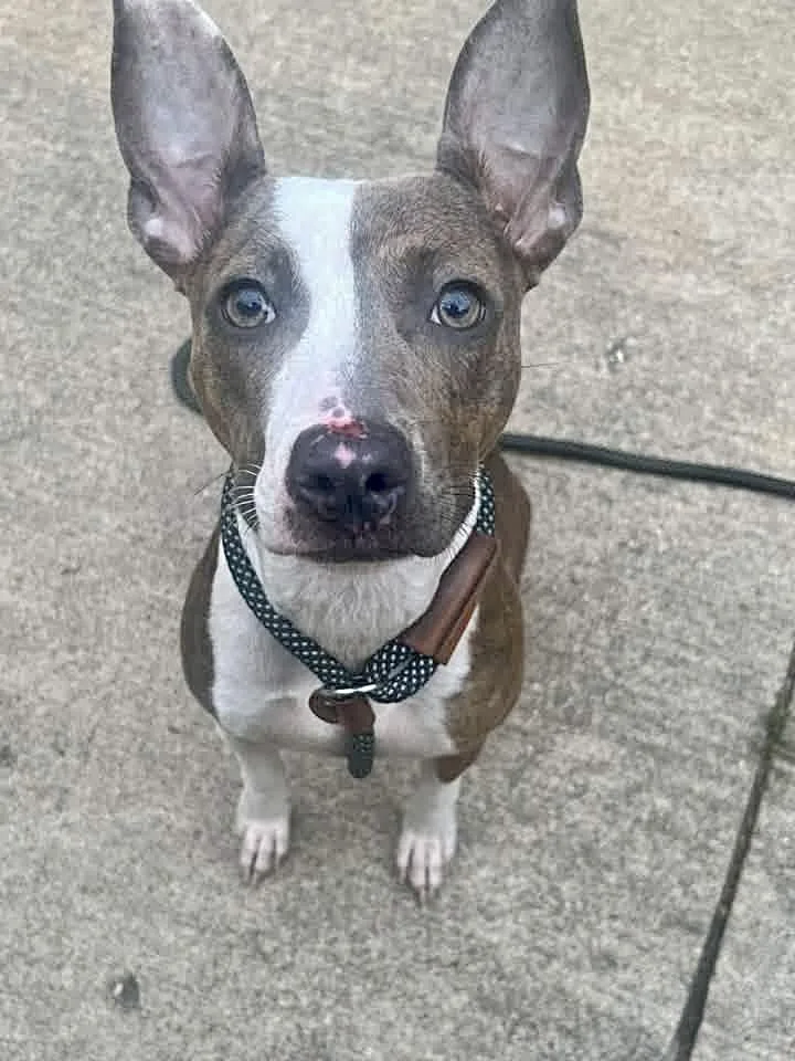 A young medium-sized female Brindle Pit Bull Terrier dog named Zoe for adoption in Chicago, IL