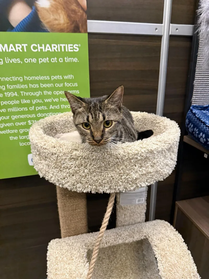 A young medium-sized female Tabby (Buff / Tan / Fawn) Domestic Short Hair cat named Emma for adoption in Port Wentworth, GA