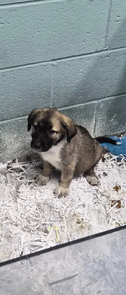 A baby medium-sized female Great Dane dog named Coco for adoption in Danielsville, GA