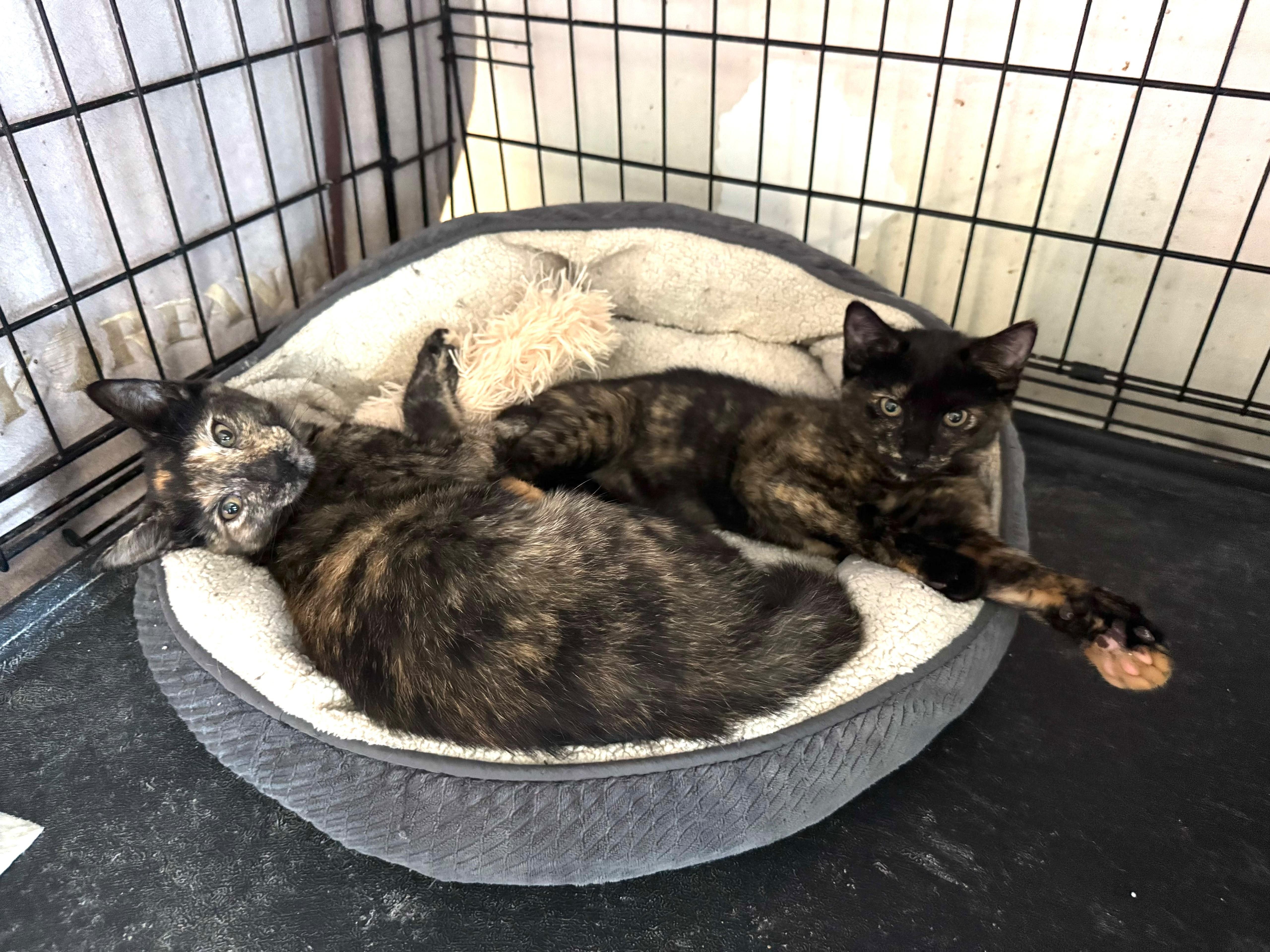 A baby small-sized female Tortoiseshell Domestic Short Hair cat named Lola for adoption in New York, NY