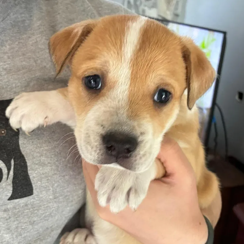 A baby medium-sized male Brown / Chocolate Mixed Breed dog named Henry Morgan for adoption in Alexandria, VA
