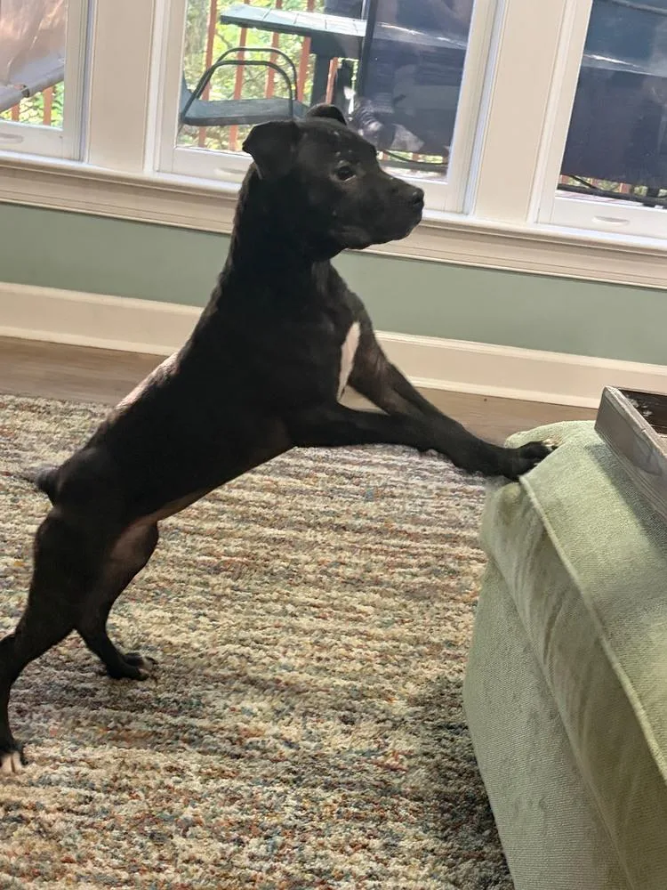 A baby large-sized female Black American Bully dog named Ivy for adoption in Wake Forest, NC
