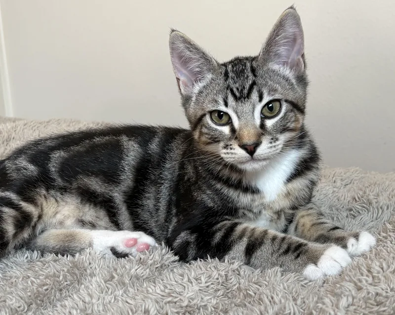 A baby large-sized male Domestic Short Hair cat named Michael Anthony md for adoption in Burlington, WA