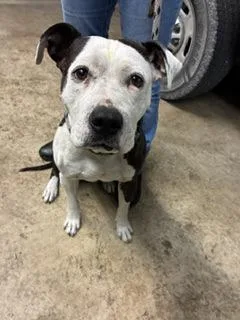 An adult large-sized male Mixed Breed dog named Broccoli Cheddar Soup for adoption in Gainesville, FL