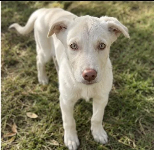 A baby medium-sized male Labrador Retriever dog named Lucky for adoption in Kiln, MS