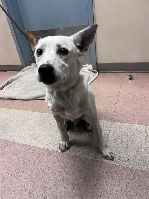A young medium-sized female Australian Cattle Dog / Blue Heeler dog named Nilou for adoption in San Jose, CA