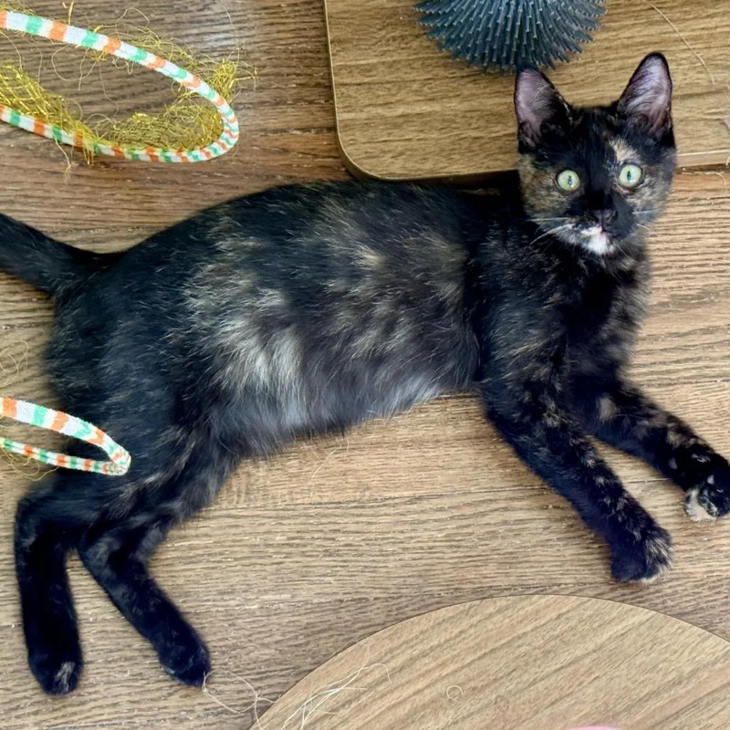 A baby small-sized female Tortoiseshell Domestic Short Hair cat named Riri for adoption in Los Angeles, CA