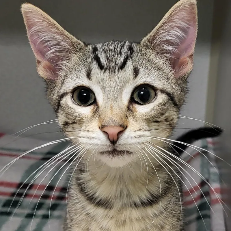 A baby medium-sized male Tabby (Buff / Tan / Fawn) Domestic Short Hair cat named Monsoon for adoption in Grayslake, IL