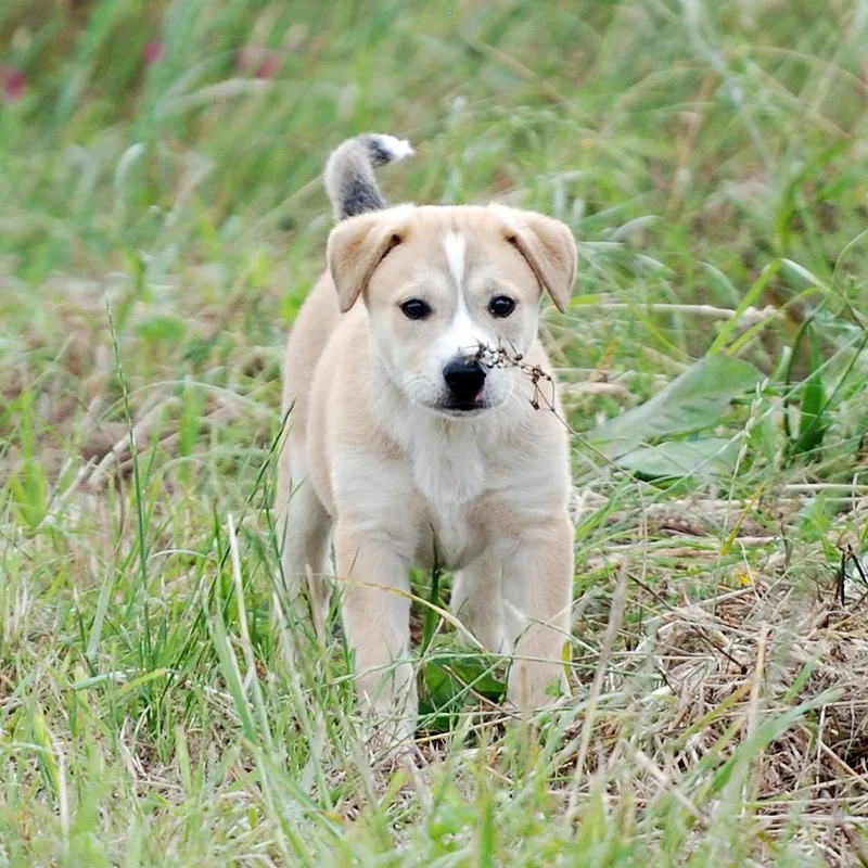 A baby large-sized female Yellow / Tan / Blond / Fawn German Shepherd Dog dog named Belle Starr for adoption in Madisonville, TX
