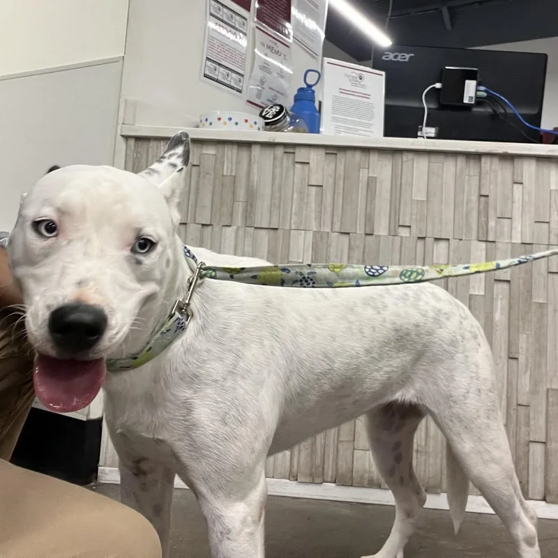 A young medium-sized female White / Cream Husky dog named Coco for adoption in Tampa, FL