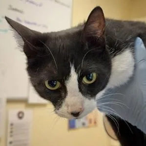 An adult medium-sized female Domestic Short Hair cat named Millie for adoption in Burlington, WA