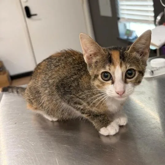 A baby small-sized female White Domestic Short Hair cat named Unique for adoption in Livingston, TX
