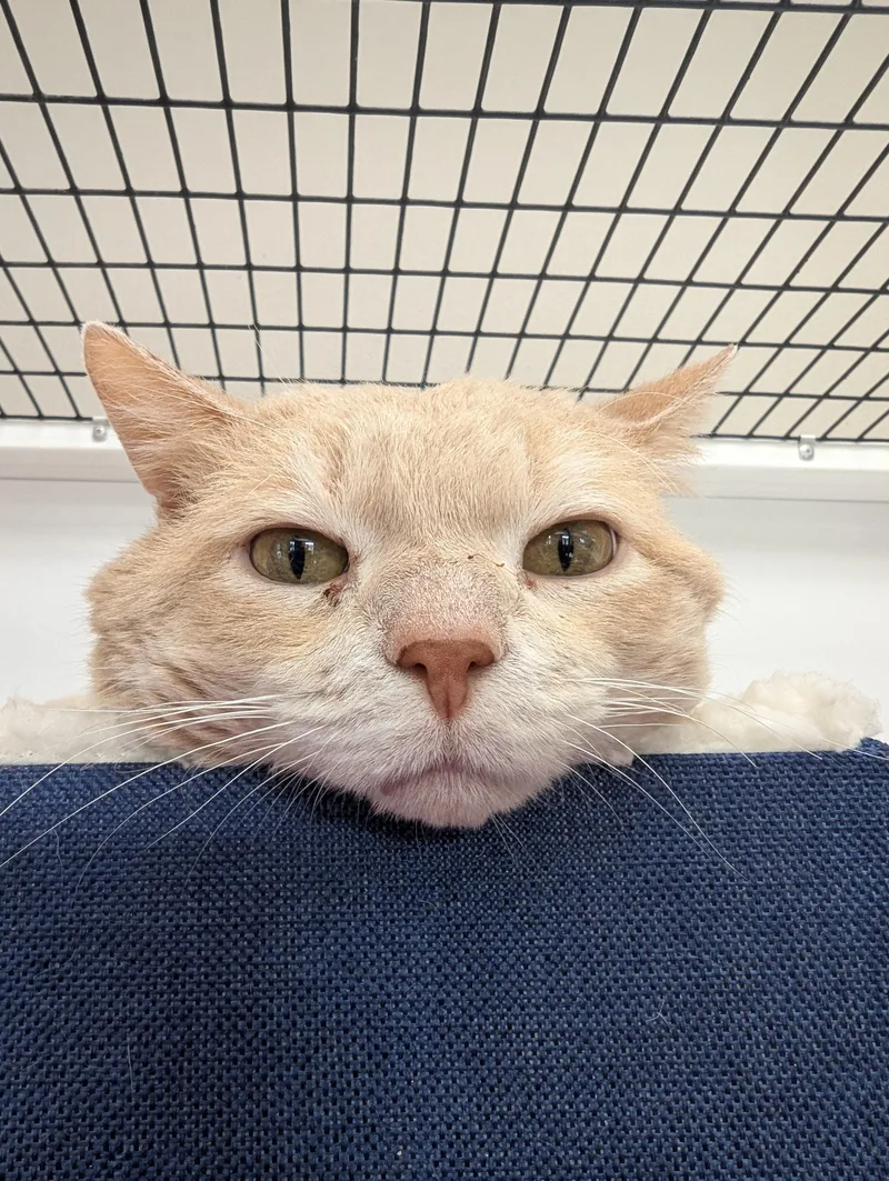A senior medium-sized male Domestic Short Hair cat named Dirty Dan for adoption in Oconto, WI