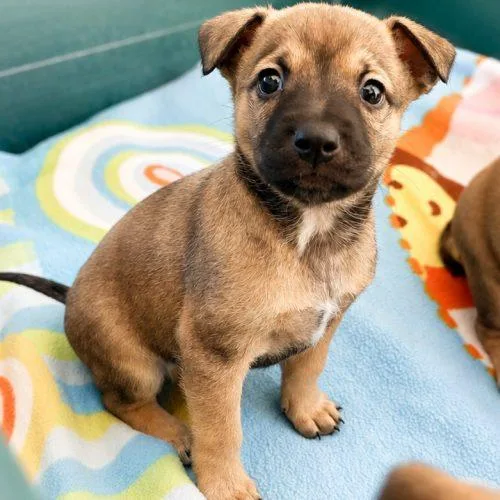 A baby small-sized male Brindle Terrier dog named Rookie for adoption in Lathrop, CA