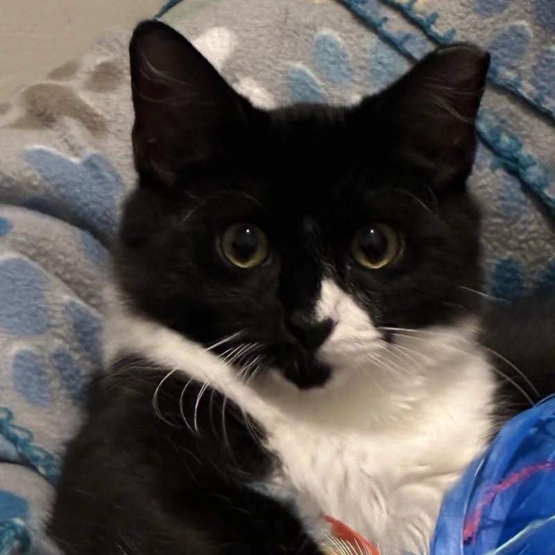 A baby medium-sized male Black & White / Tuxedo Domestic Short Hair cat named Elton for adoption in Lemoyne, PA