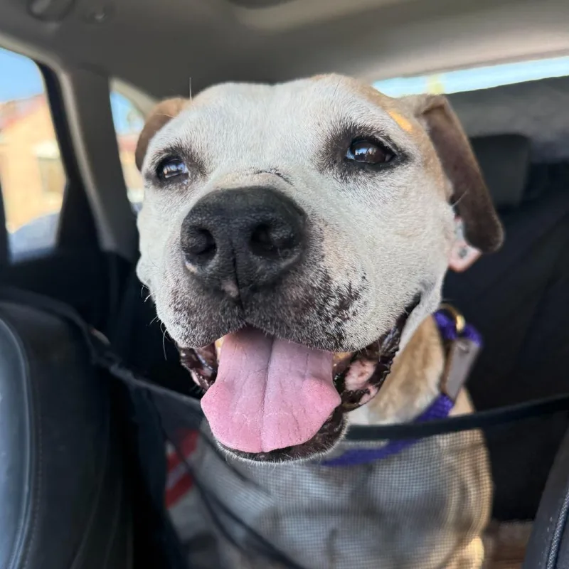 A senior medium-sized female Brown / Chocolate Pit Bull Terrier dog named Marla for adoption in Los Angeles, CA